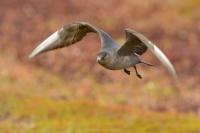 Chaluha prizivna - Stercorarius parasiticus - Parasitic Jaeger 6756